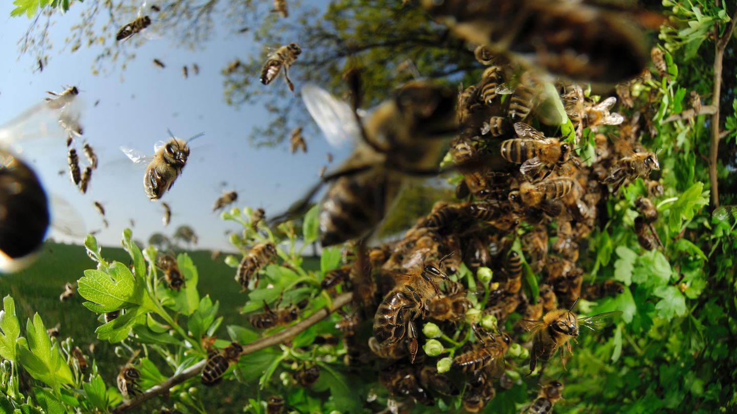 Bienensterben: was verursacht das große Sterben?