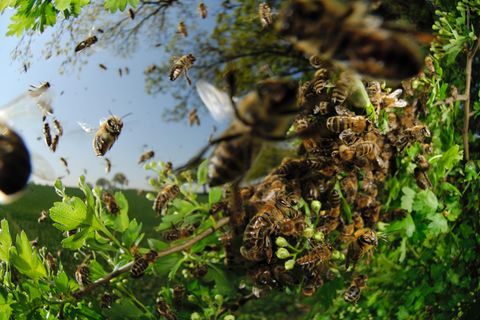 Bienensterben: was verursacht das große Sterben?