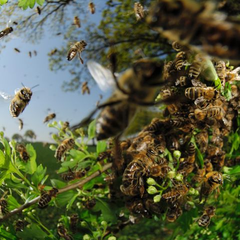 Bienensterben: was verursacht das große Sterben?
