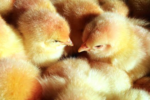 Das Schreddern männlicher Küken ist hierzulande erlaubt. Für Brütereien ist es günstiger, die Tiere zu töten als sie aufzuziehen