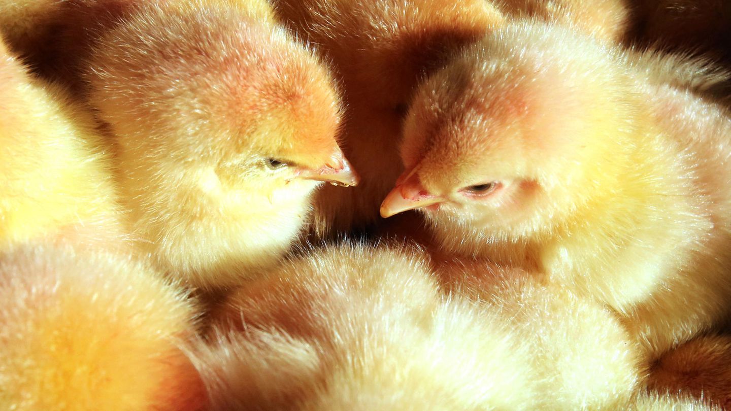 Das Schreddern männlicher Küken ist hierzulande erlaubt. Für Brütereien ist es günstiger, die Tiere zu töten als sie aufzuziehen