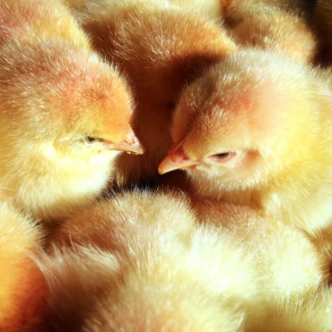 Das Schreddern männlicher Küken ist hierzulande erlaubt. Für Brütereien ist es günstiger, die Tiere zu töten als sie aufzuziehen
