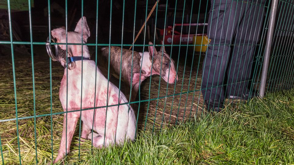 nachrichten deutschland - kampfhunde reißen schafe in weimar nachrichten deutschland - kampfhunde reißen schafe in weimar