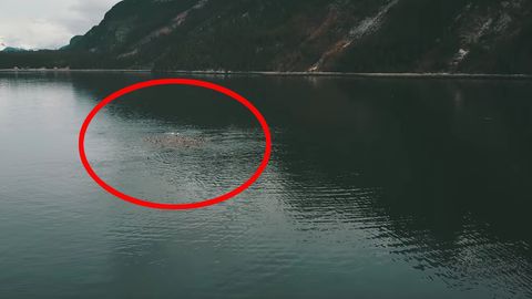 Schockmoment für Familie: Seelöwe packt Mädchen und zieht es ins Wasser
