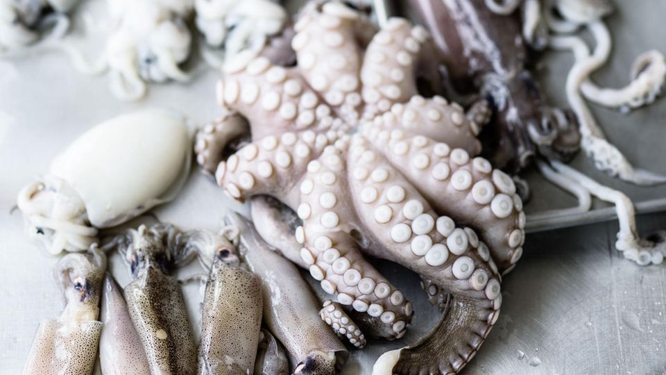 Tintenfisch Rezept: Wer sie frisch im Handel antrifft, sollte jegliche Tentakeltiere umgehend kaufen – es sind wahrhaft Preziosen. Wer sie frisch im Handel antrifft, sollte jegliche Tentakeltiere umgehend kaufen – es sind wahrhaft Preziosen.