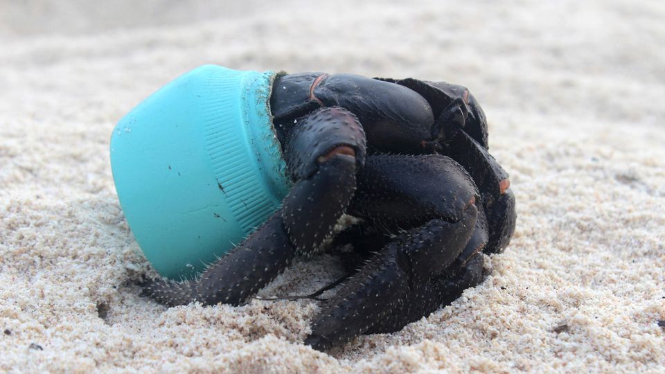 Henderson Island: Von der Trauminsel zur Müllkippe Eine Krabbe hat sich in ein Stück angespülten Plastikmüll verkrochen