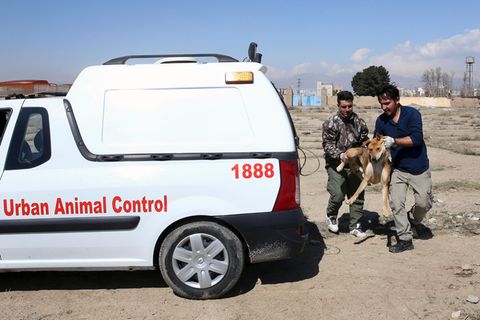 Streunende Hunde werden von der "Urban Animal Control" in Teheran gefangen und in völlig überfüllten Tierheimen sich selbst überlassen. Doch sie zählen noch zu den Glücklicheren - manch andere werden einfach erschossen oder vergiftet.