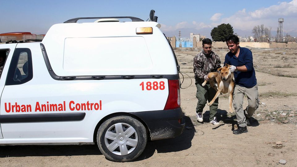 Streunende Hunde werden von der "Urban Animal Control" in Teheran gefangen und in völlig überfüllten Tierheimen sich selbst überlassen. Doch sie zählen noch zu den Glücklicheren - manch andere werden einfach erschossen oder vergiftet.
