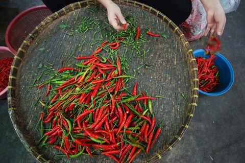 Chilis bringen den gewissen Pepp in viele Gerichte. Die Züchtung des britischen Gärtners sollte man jedoch nicht verzehren.