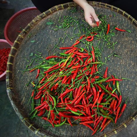 Chilis bringen den gewissen Pepp in viele Gerichte. Die Züchtung des britischen Gärtners sollte man jedoch nicht verzehren.
