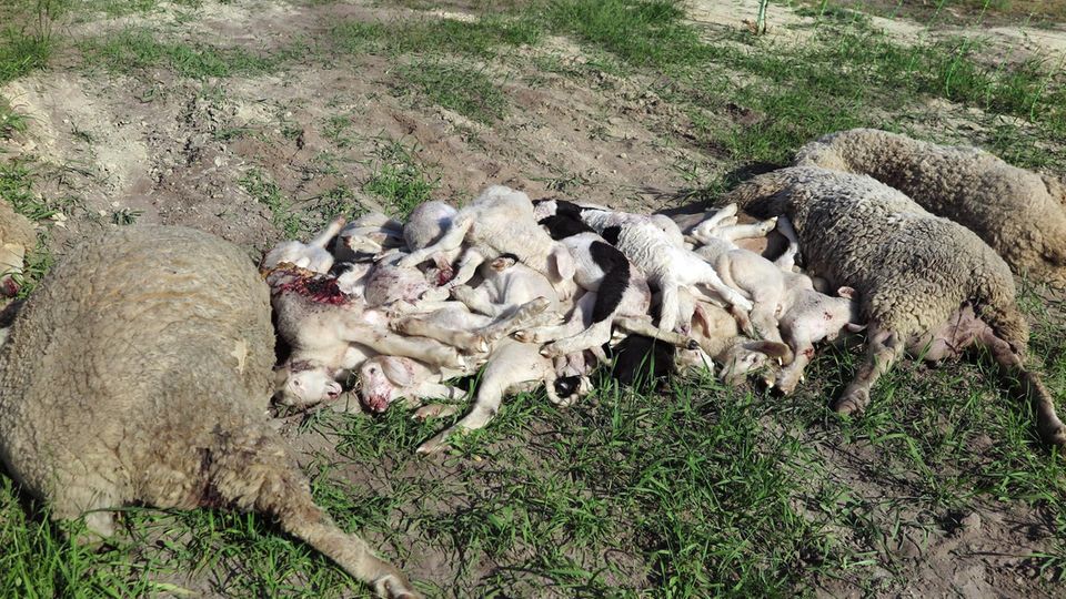 nachrichten deutschland wolf nachrichten deutschland wolf