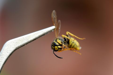 Es wird Sommer - und die Wespen sind zurück.