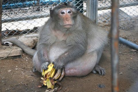 Makake "Uncle Fat" ist ein echtes Schwergewicht: Normalerweise wiegen Artgenossen nur um die neun Kilogramm. "Uncle Fat" bringt es auf das dreifache Gewicht - nämlich 26 Kilogramm.