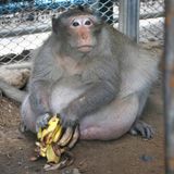 Makake "Uncle Fat" ist ein echtes Schwergewicht: Normalerweise wiegen Artgenossen nur um die neun Kilogramm. "Uncle Fat" bringt es auf das dreifache Gewicht - nämlich 26 Kilogramm.