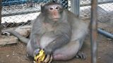 Makake "Uncle Fat" ist ein echtes Schwergewicht: Normalerweise wiegen Artgenossen nur um die neun Kilogramm. "Uncle Fat" bringt es auf das dreifache Gewicht - nämlich 26 Kilogramm.