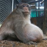 Der Primat hatte in einem Vorort der thailändischen Hauptstadt Bangkok gelebt und sich mit Vorliebe auf das Essen von Touristen gestürzt: Er futterte Fast Food und trank sogar Limonade.