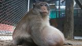 Der Primat hatte in einem Vorort der thailändischen Hauptstadt Bangkok gelebt und sich mit Vorliebe auf das Essen von Touristen gestürzt: Er futterte Fast Food und trank sogar Limonade.