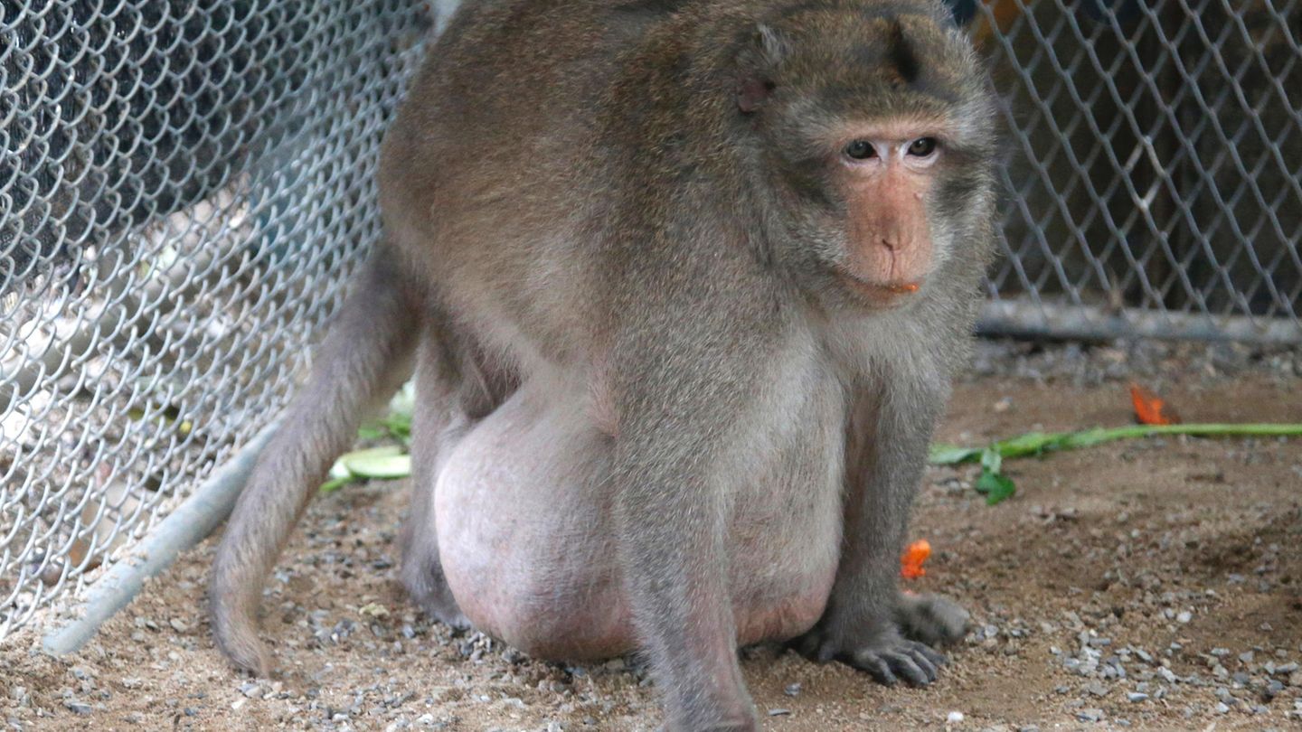 Ein Gewichtsverlust ist dringend nötig: Seine Pfleger fürchten, die Fettschürze an seinem Bauch könne zu Herz-Kreislauf-Erkrankungen und Diabetes bei dem Primaten führen, berichtet die Nachrichtenagentur AP.