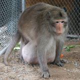 Ein Gewichtsverlust ist dringend nötig: Seine Pfleger fürchten, die Fettschürze an seinem Bauch könne zu Herz-Kreislauf-Erkrankungen und Diabetes bei dem Primaten führen, berichtet die Nachrichtenagentur AP.