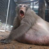 Richtig glücklich scheint der Makake mit dem Plan der Wildschützer nicht zu sein. Doch ein Ende seiner Zwangshaft ist in Sicht: Sobald der Affe Normalgewicht hat, wollen ihn seine Pfleger wieder in die Wildnis entlassen. 