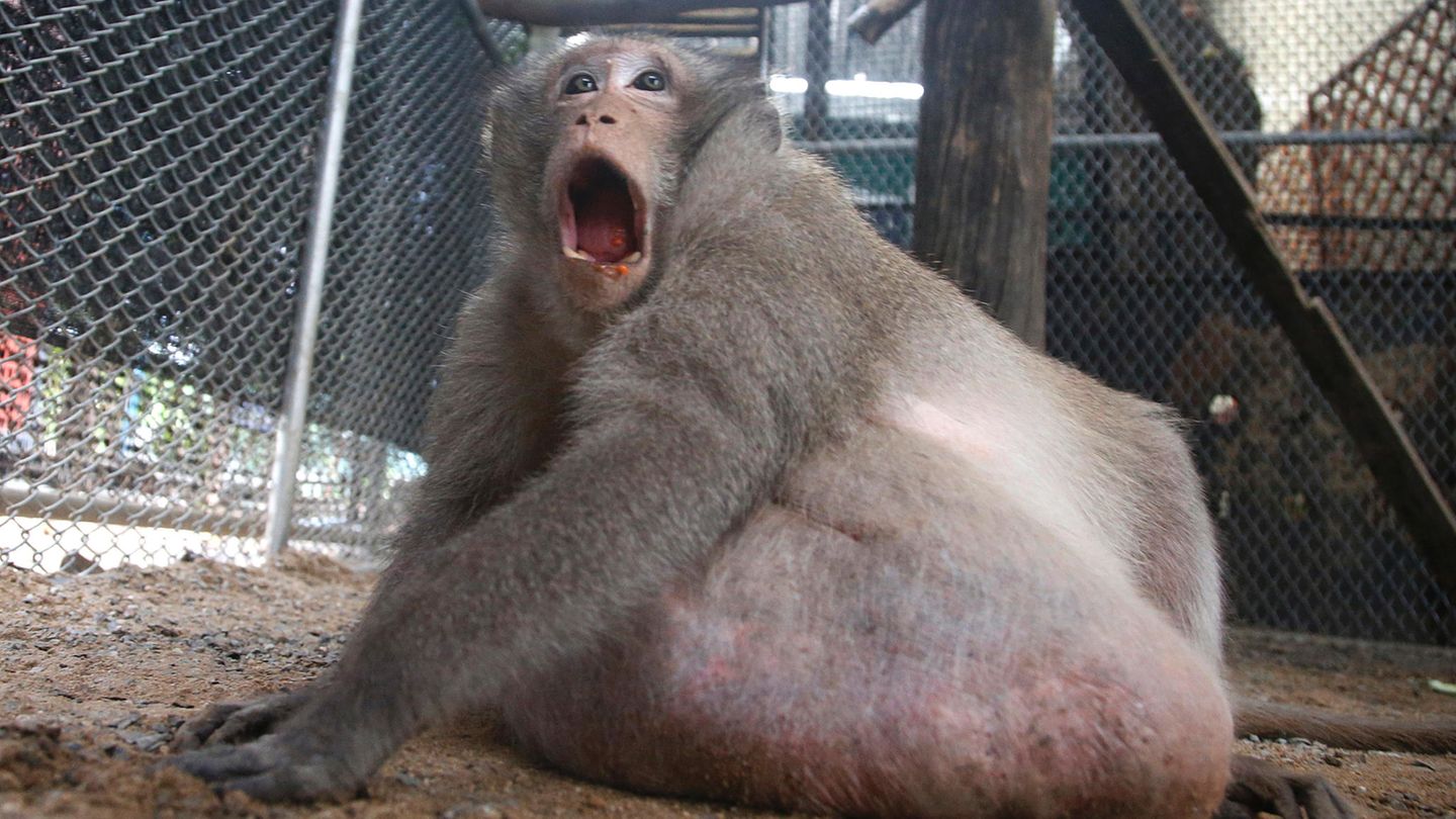 Richtig glücklich scheint der Makake mit dem Plan der Wildschützer nicht zu sein. Doch ein Ende seiner Zwangshaft ist in Sicht: Sobald der Affe Normalgewicht hat, wollen ihn seine Pfleger wieder in die Wildnis entlassen. 