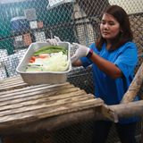 Nachdem Videos von dem dicken Affen in den sozialen Netzwerken die Runde machten, fingen Wildschützer "Uncle Fat" ein und brachten ihn in eine Auffangstation nach Bangkok. Dort wurde der Affe auf Diät gesetzt und soll ordentlich abspecken.