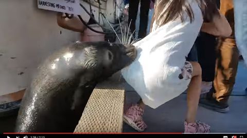 Seelöwe schnappt Mädchen: Das Video des Vorfalls macht derzeit auf YouTube die Runde