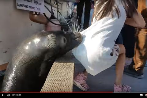 Seelöwe schnappt Mädchen: Das Video des Vorfalls macht derzeit auf YouTube die Runde