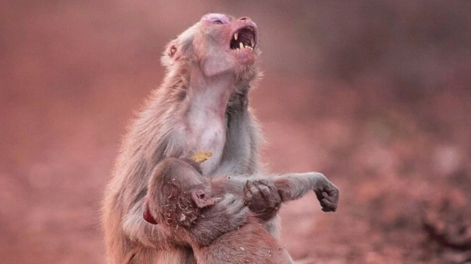 Gerichtsprozess gegen Peta: Wie das berühmte Affen-Selfie einen Fotografen in den Ruin trieb Gerichtsprozess gegen Peta: Wie das berühmte Affen-Selfie einen Fotografen in den Ruin trieb