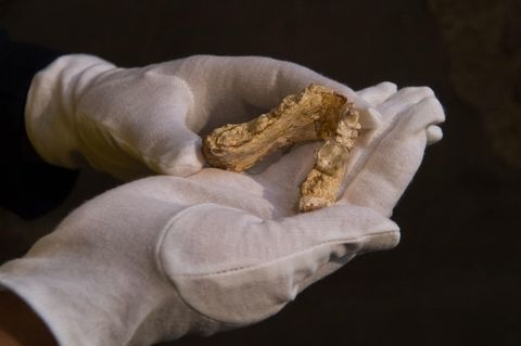 Der mehr als sieben Millionen Jahre alte Unterkiefer, gefunden in Europa