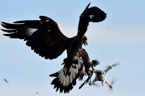Ein Adler fängt eine Drohne