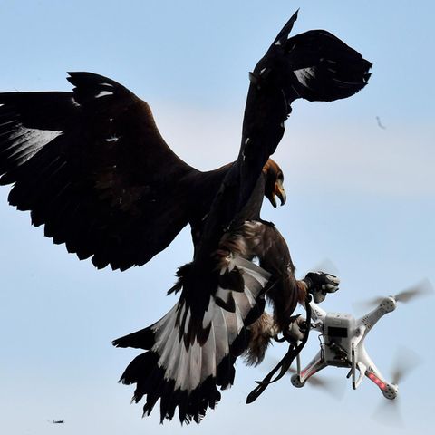 Ein Adler fängt eine Drohne