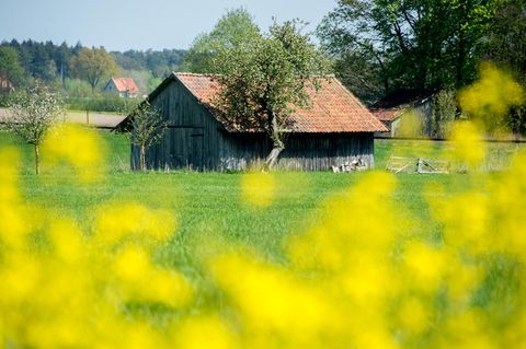 Ein Scheune steht auf einer Wiese. Im Vordergrund ist Raps zu sehen. (Symbolbild)