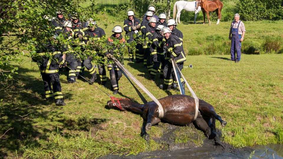 News des Tages: Feuerwehrleute ziehen in Hamburg-Altengamme ein Pferd aus einem Wassergraben. Hengst Laban war am Morgen auf einer Weide in den Graben gerutscht und musste mit viel Muskelkraft gerettet werden. Feuerwehrleute ziehen in Hamburg-Altengamme ein Pferd aus einem Wassergraben. Hengst Laban war am Morgen auf einer Weide in den Graben gerutscht und musste mit viel Muskelkraft gerettet werden.