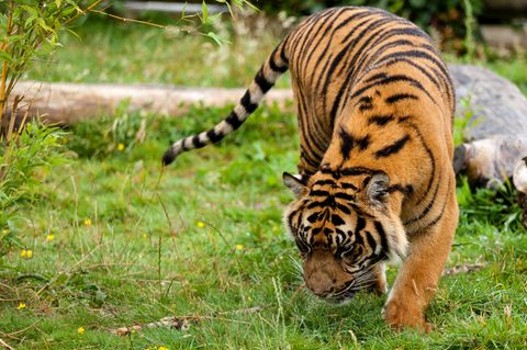 Ein Tiger, der herumschnüffelt, ob es am Parfümgeruch liegt?