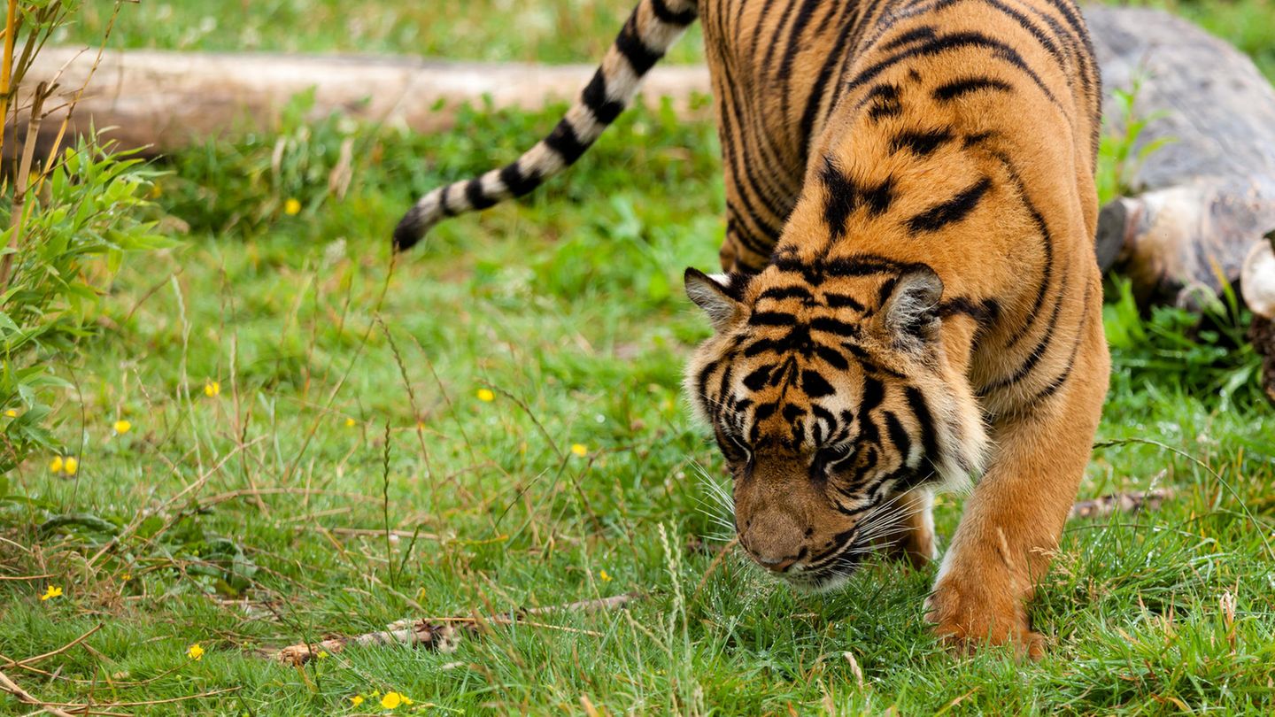 Ein Tiger, der herumschnüffelt, ob es am Parfümgeruch liegt?