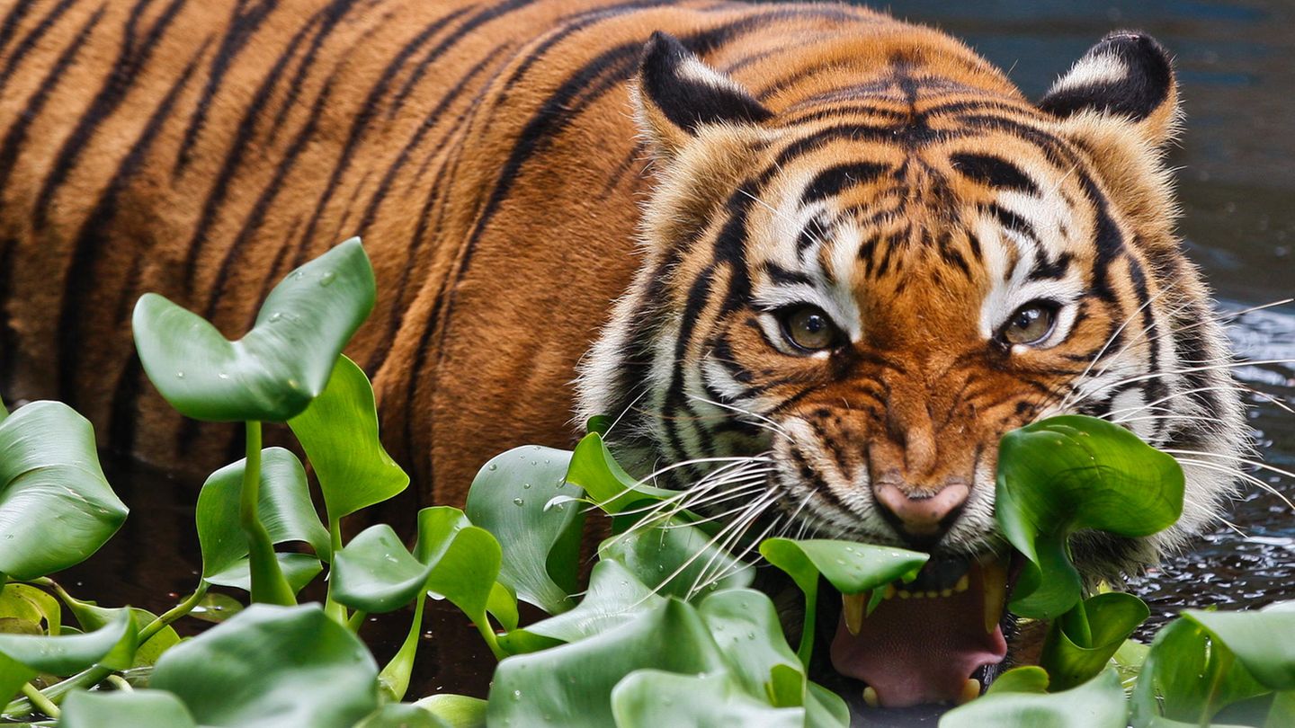 Tiger