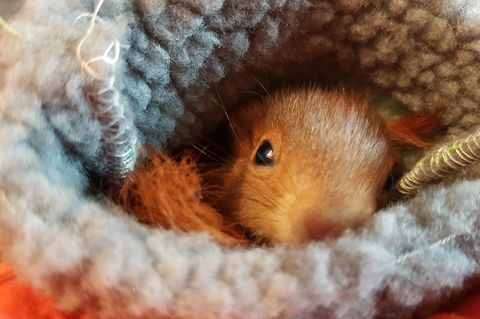 Wie eigene Kinder: Julia Sesto päppelt Eichhörnchen-Babys. Sie erlebt wahres Mutterglück