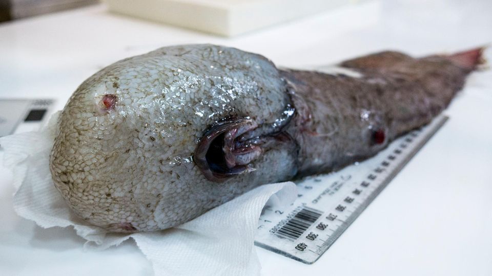 Das Bild zeigt einen sogenannten "Fisch ohne Gesicht". Der Fisch ist in der Nähe der Jarvis-Bucht in etwa 4000 Metern Tiefe entdeckt worden. Der "Fisch ohne Gesicht" ist in der Nähe der Jarvis-Bucht in etwa 4000 Metern Tiefe entdeckt worden.