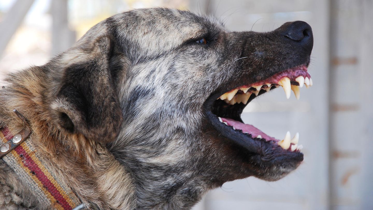 Ein Kangal (hier ein Symbolbild) hat in Baden-Württemberg eine Frau totgebissen.
