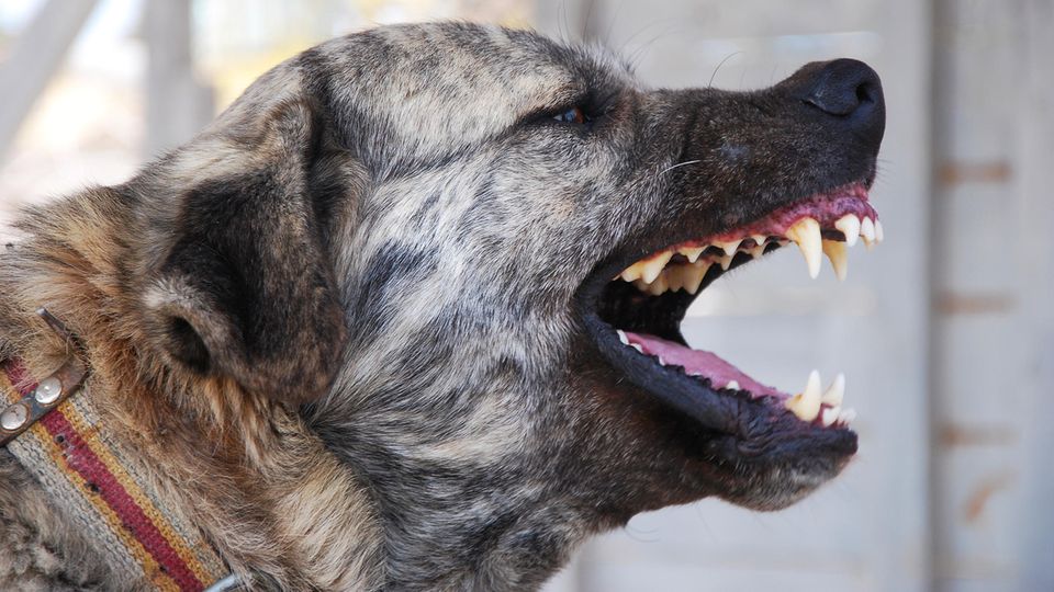 BadenWürttemberg Hund attackiert 72Jährige und beißt