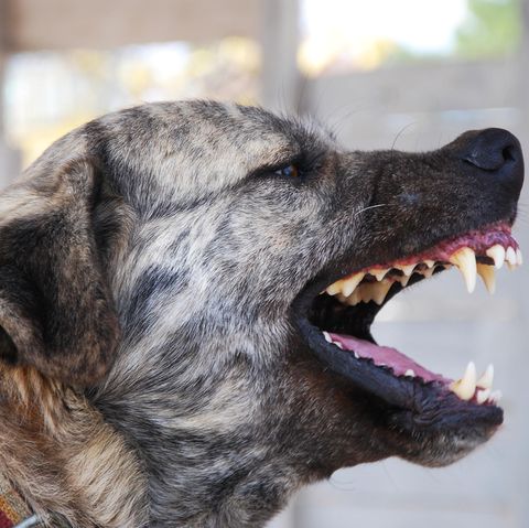 Ein Kangal (hier ein Symbolbild) hat in Baden-Württemberg eine Frau totgebissen.
