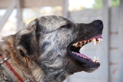 Ein Kangal (hier ein Symbolbild) hat in Baden-Württemberg eine Frau totgebissen.