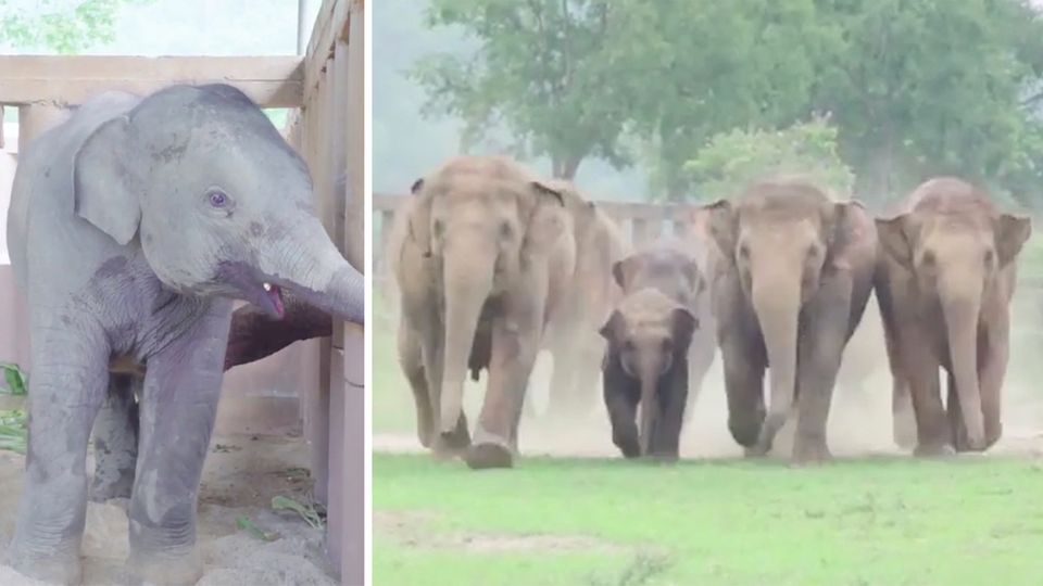 Thailand: Elefantenherde begrüßt Babyelefanten überschwänglich