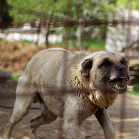 Ein Kangal (hier ein Symbolbild) hat in Baden-Württemberg eine Frau totgebissen.