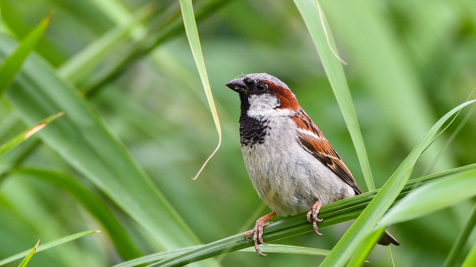 Haussperling Ein männlicher Haussperling (Passer domesticus), volkstümlich als Spatz bekannt