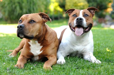 American Staffordshire-Terrier