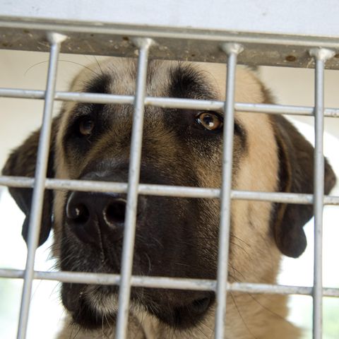 Ein Kangal biss in Baden-Württemberg eine Seniorin tot (Symbolbild)