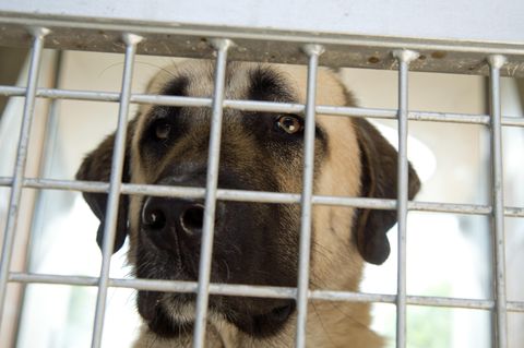 Ein Kangal biss in Baden-Württemberg eine Seniorin tot (Symbolbild)