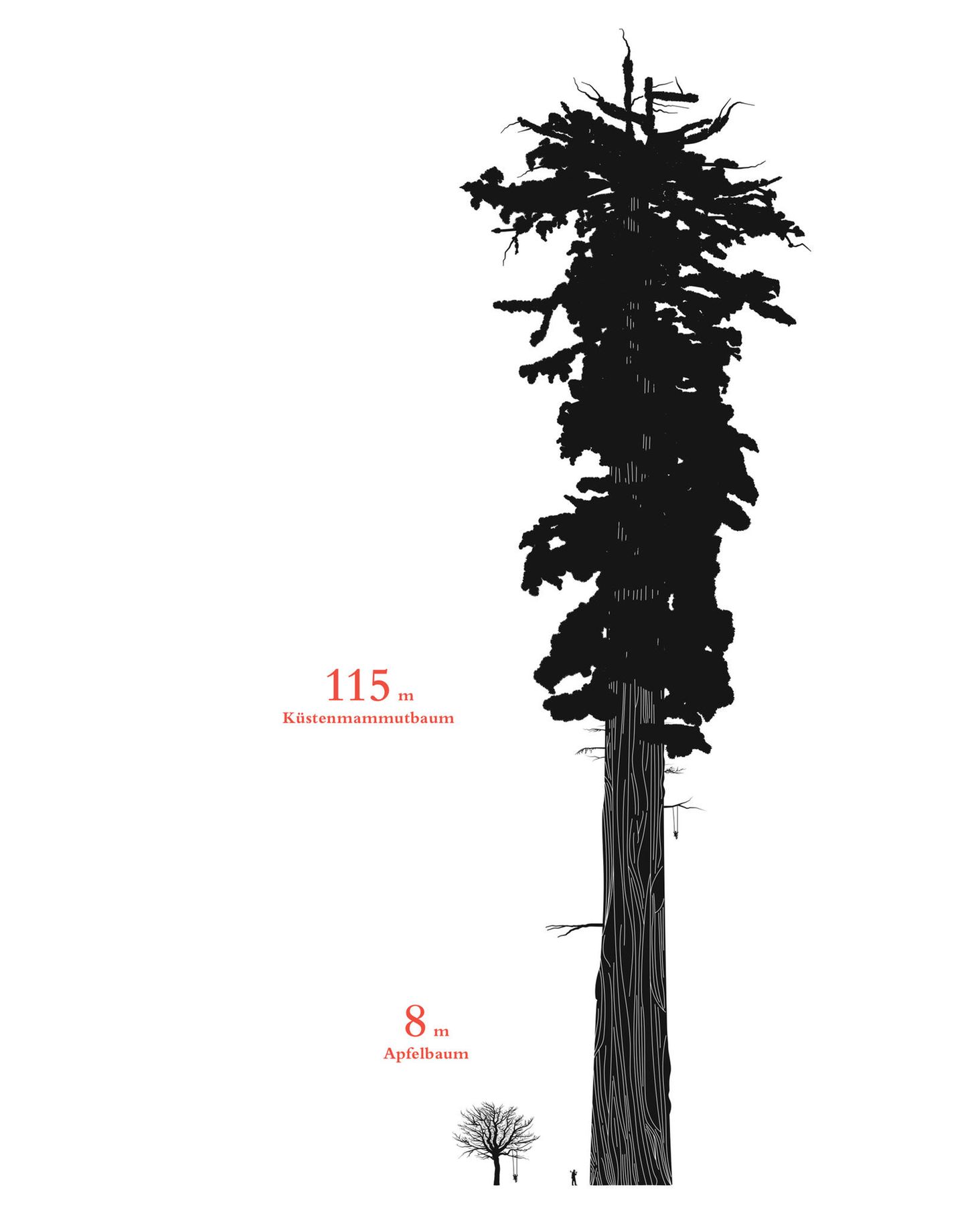 Steht man vor einem acht Meter hohen Apfelbaum, kann der schon ziemlich groß wirken. Doch wie winzig ist er in Relation zu einem 115 Meter hohen Küstenmammutbaum! Erst wenn man die beiden Pflanzen nebeneinander stellt, werden die Relationen deutlich. Genau das ist das Ansinnen von "Size Matters: Das Buch über wahre Größe".